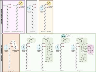 Targeting Sphingolipids for Cancer Therapy